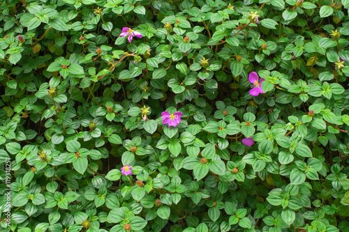 Purple flower and green leaves of Spanish Shawl, Osbeckia Rotundifolia  photo