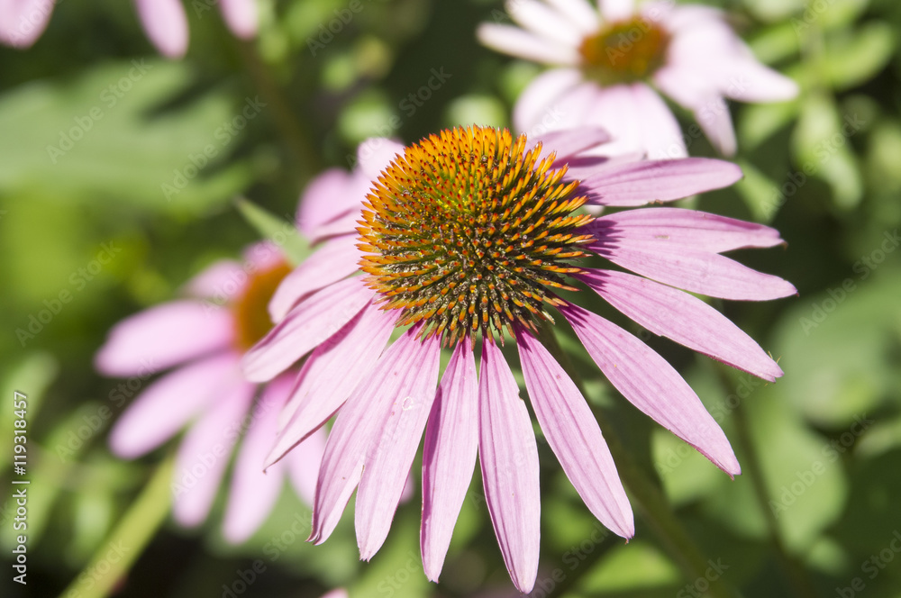 Echinacea flowers Echinacea flowers