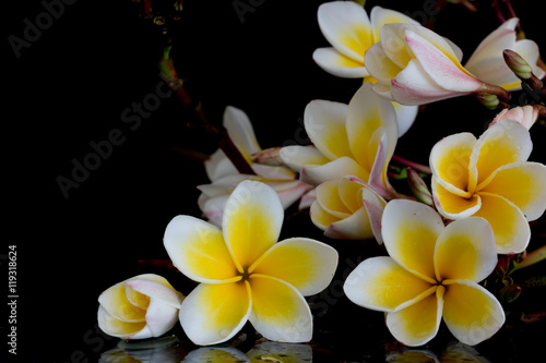 Fototapeta Naklejka Na Ścianę i Meble -  Plumeria tropical flowers