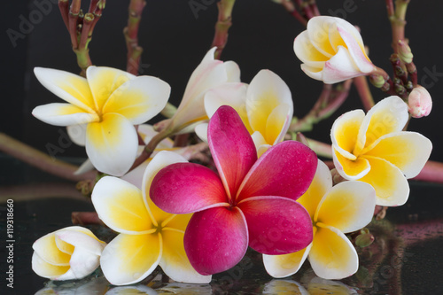 Fototapeta Naklejka Na Ścianę i Meble -  Plumeria tropical flowers