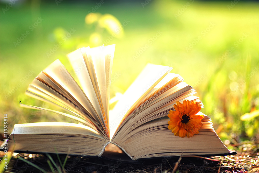 Fototapeta premium open book with flower on grass