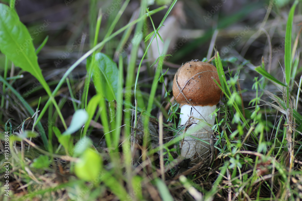 mushroom edible red hat mushroom edible red hat