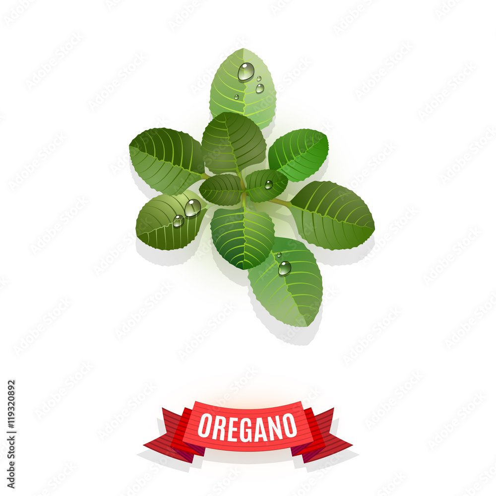 Leaves of Greek oregano or Mexican oregano. Oregano leaves for