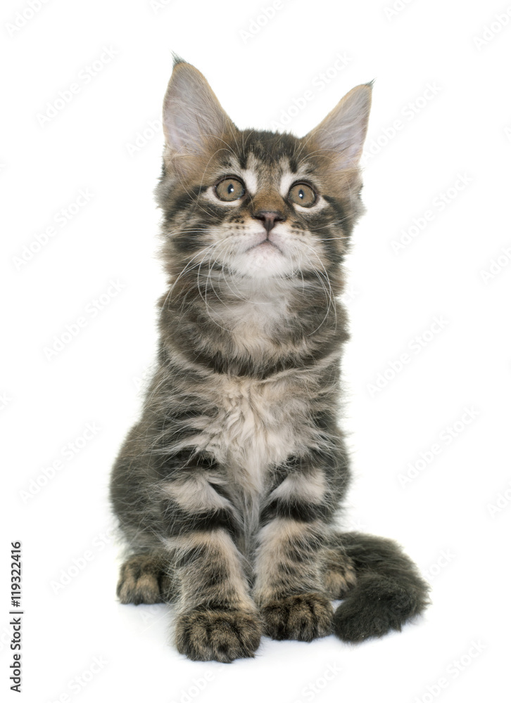 maine coon kitten maine coon kitten