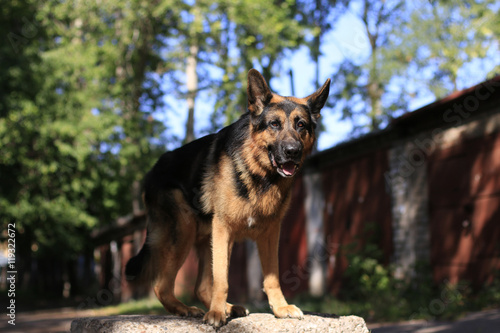 German shepherd dog is guarding an important object