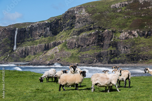 Schafe in der Talisker Bay, Skye, Schottland