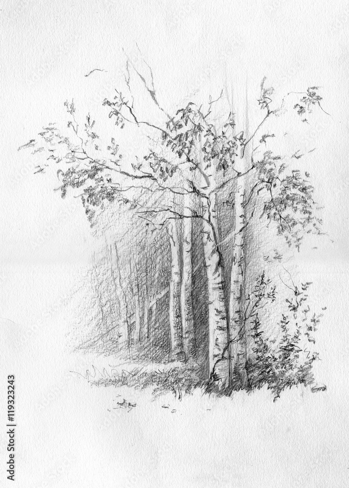 Forest. Birch and spruce. Pencil sketch on paper. Drawn by hand. For the interior decoration, greeting card.