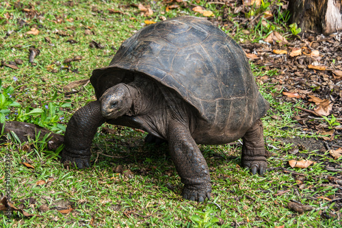 Seychellen - Riesenschildkröte auf Curieuse