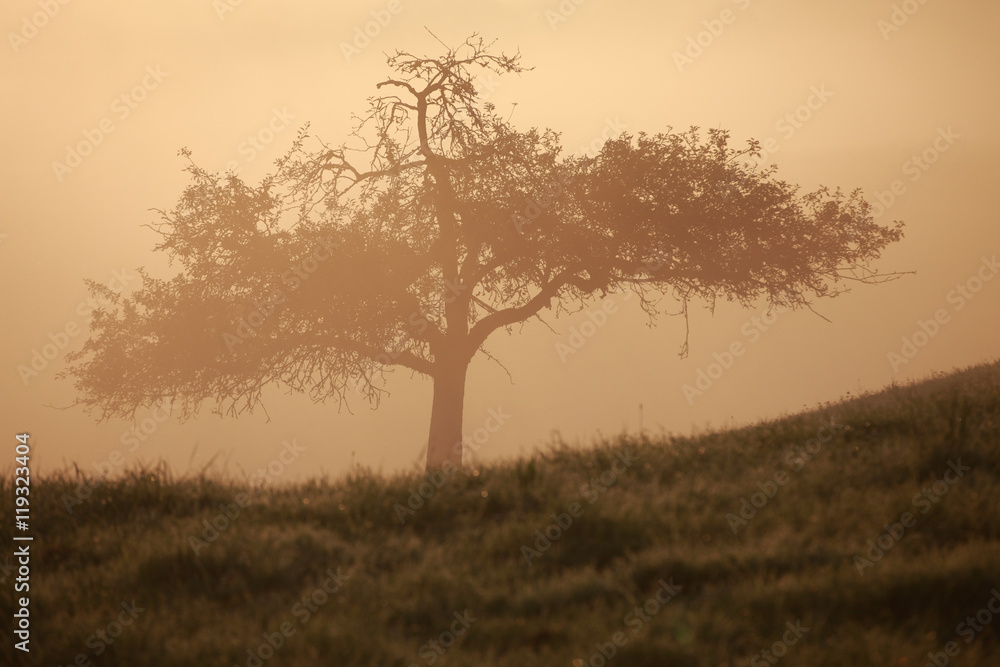kleiner Baum auf einer Wiese im Morgennebel kleiner Baum auf einer Wiese im Morgennebel