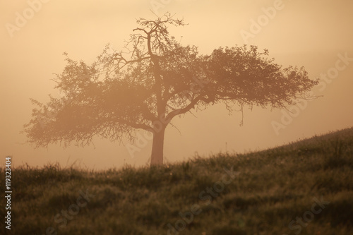 Wallpaper Mural kleiner Baum auf einer Wiese im Morgennebel Torontodigital.ca