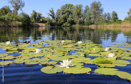 water lilies on pond