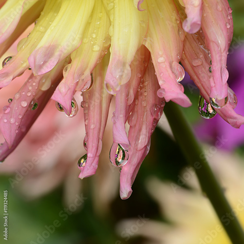 Fototapeta Naklejka Na Ścianę i Meble -  Blumen 717