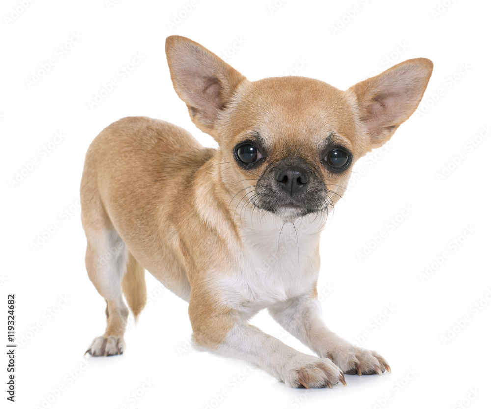 young chihuahua in studio