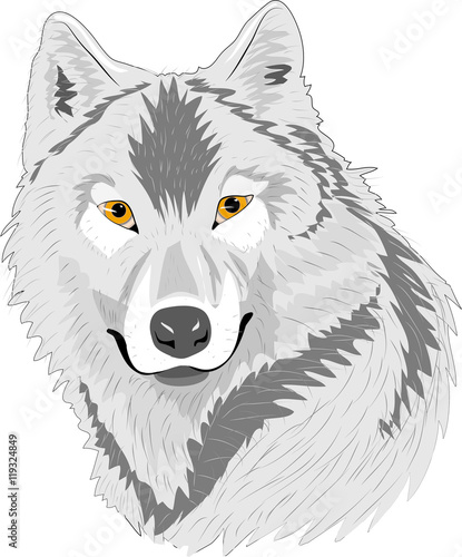 Wolf 