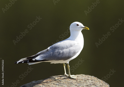 The common gull (Larus canus) standing on a rock. photo
