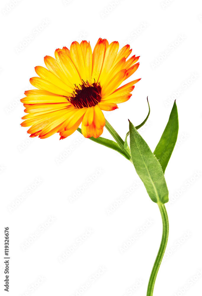 Naklejka premium Calendula. Marigold flower with leaves isolated on a white backg