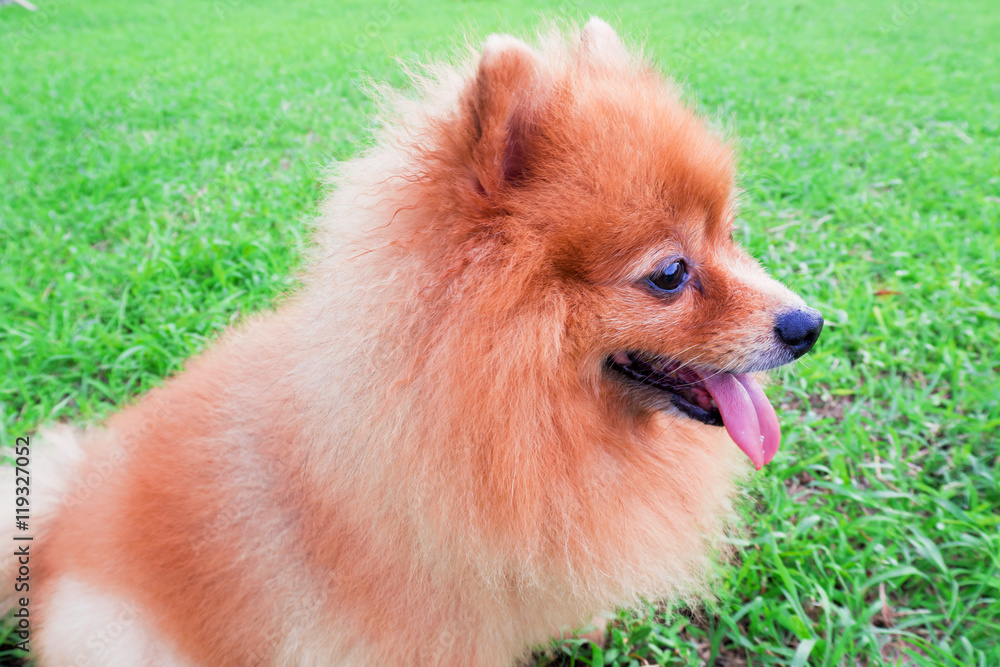 Pomeranian dog slick seats on the grass green. Pomeranian dog slick seats on the grass green.