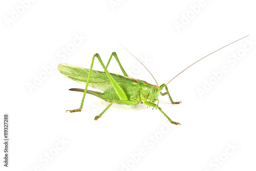 Grasshopper isolated on white background © domnitsky