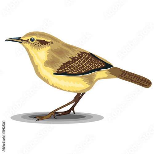 Wren bird isolated on a white background. Realistic illustration.