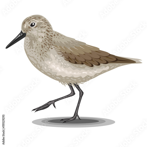 Sandpiper bird isolated on a white background. Realistic illustration.