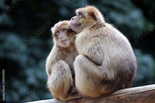 Berber Monkeys © Edwin Butter