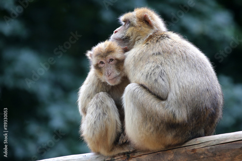 Berber Monkeys © Edwin Butter