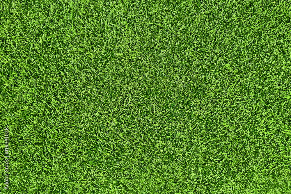 Obraz premium grass