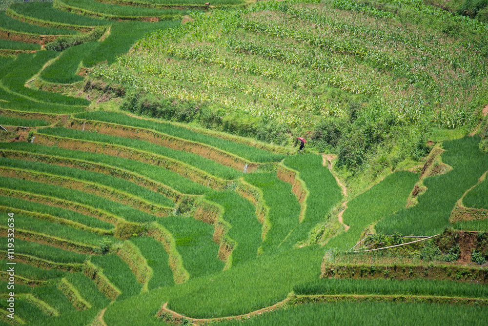 Agriculture Green Rice fields and rice terraced on mountain at Sapa vietnam