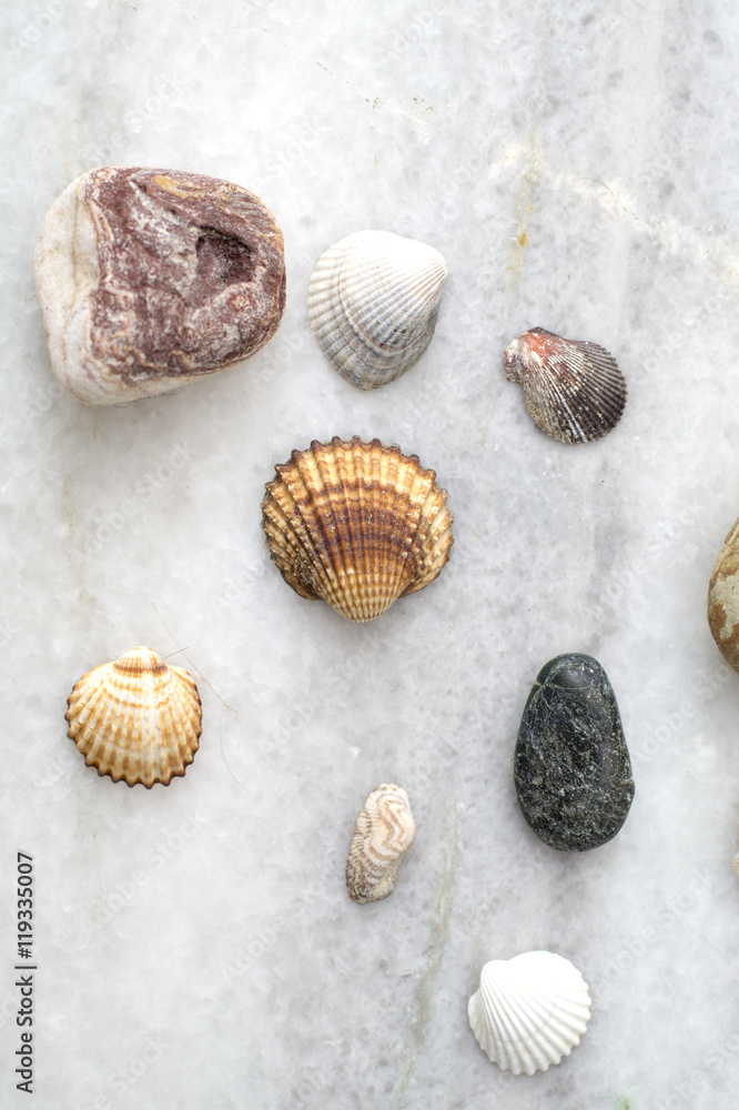 Collection of sea shells and rocks Collection of sea shells and rocks