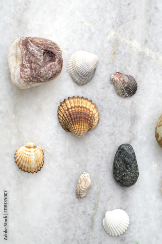 Collection of sea shells and rocks