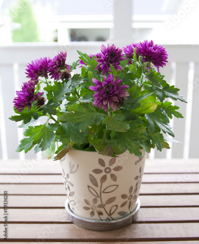 Purple chrisanthemum in the pot