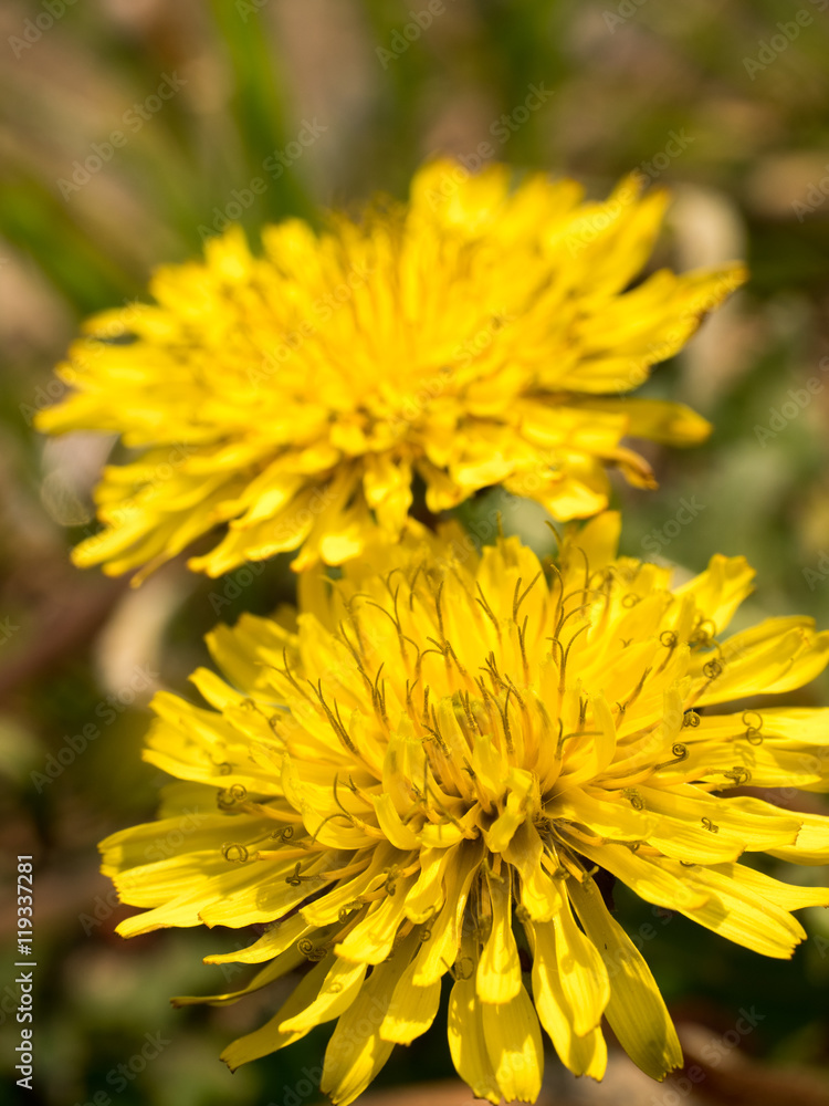 Dandelion flowers Dandelion flowers