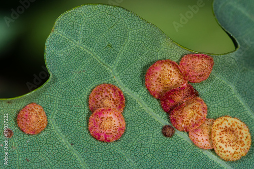 Common spangle gall (Neuroterus quercusbaccarum) on oak leaf. Chemically induced distortions on pedunculate oak (Quercus robur) caused by the cynipid wasp Neuroterus quercusbaccarum photo