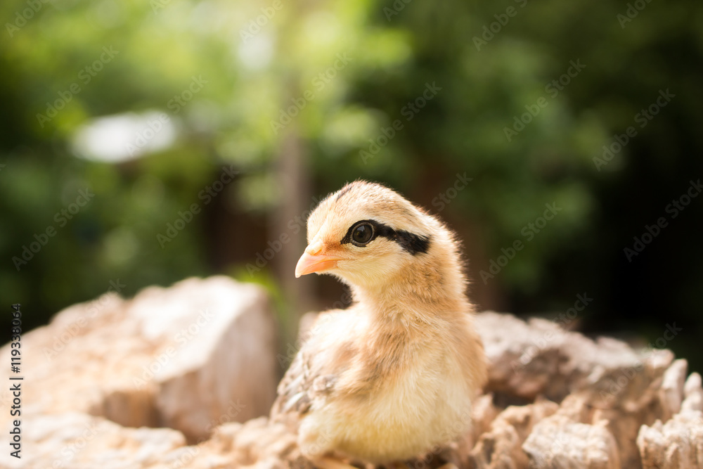 Soft focus of Small chick on wood Stump.