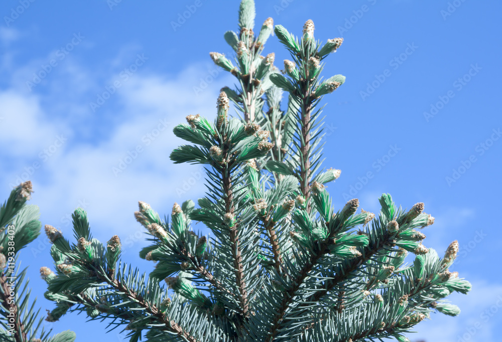Branches of spruce Branches of spruce