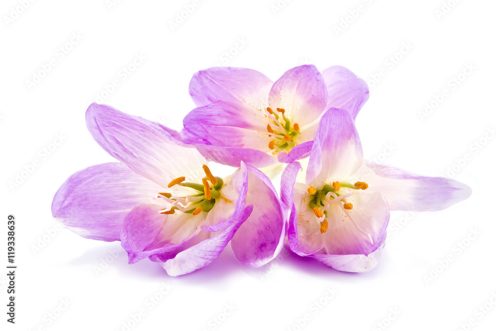 Colchicum gorgeous bouquet Colchicum gorgeous bouquet