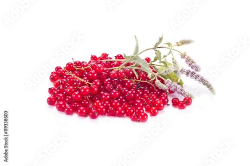 Red currant with the leaves of mint photo