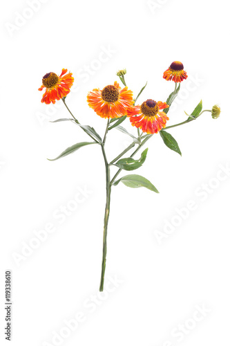 Fototapeta Naklejka Na Ścianę i Meble -  Garden flower Helenium
