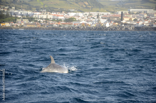 Dauphins nageant en libert   dans l   Atlantique au large de Sao Miguel