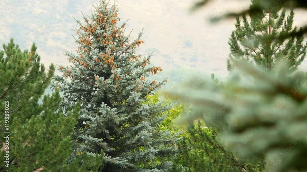 Close up of fir trees and other indigenous conifers growing wild on the mountainous countryside. Close up of fir trees and other indigenous conifers growing wild on the mountainous countryside.