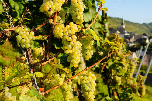 grün gelbe reife Weissweintrauben in Enkirch an der Mosel 