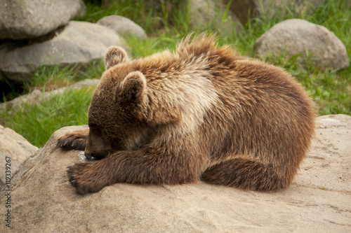 Brown bear lying on a rock