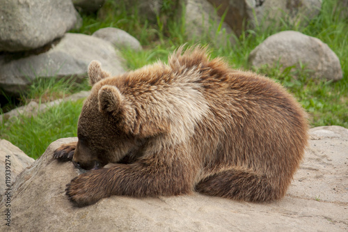 Brown bear lying on a rock