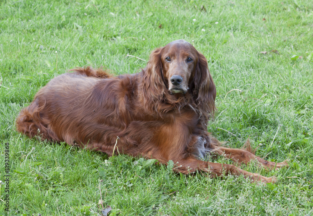 Red Irish setter