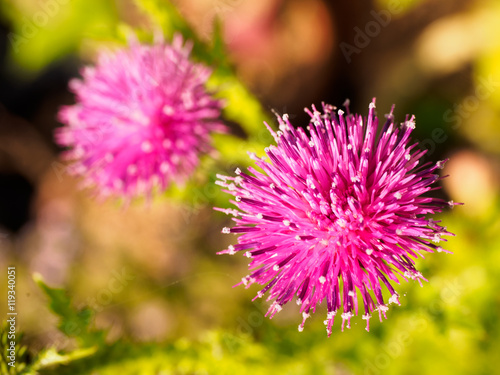 Korean thistle
