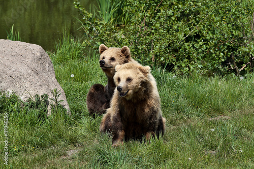 Braunbär - Ursus arctos