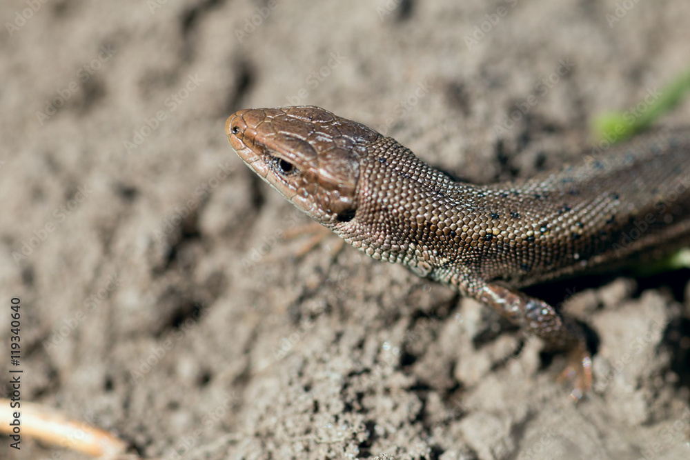 Macro of tiny lizard in the forest temperate zone Macro of tiny lizard in the forest temperate zone