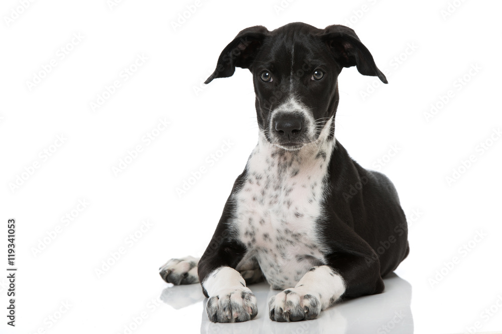 Scandinavian Hound Welpe Scandinavian Hound Welpe
