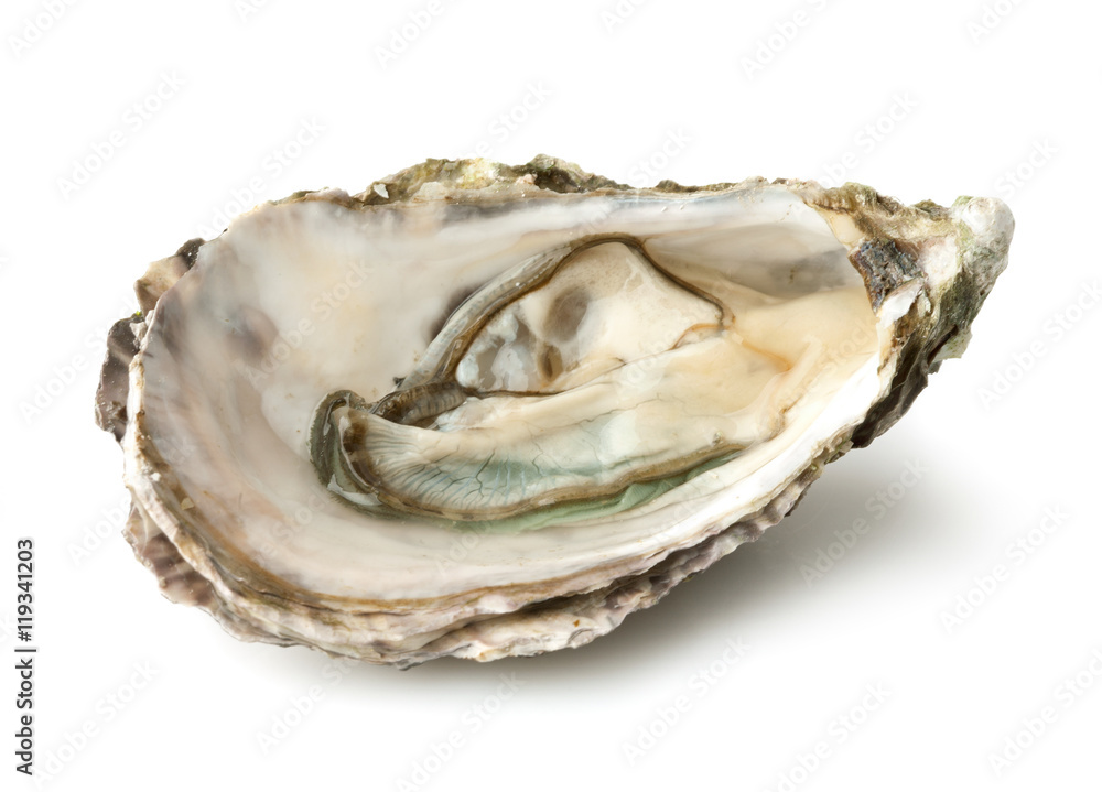 Fresh opened oyster isolated on white background Fresh opened oyster isolated on white background