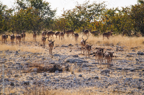 Namibia  - Schwarzgesicht Impala im Etoscha Nationalpark 